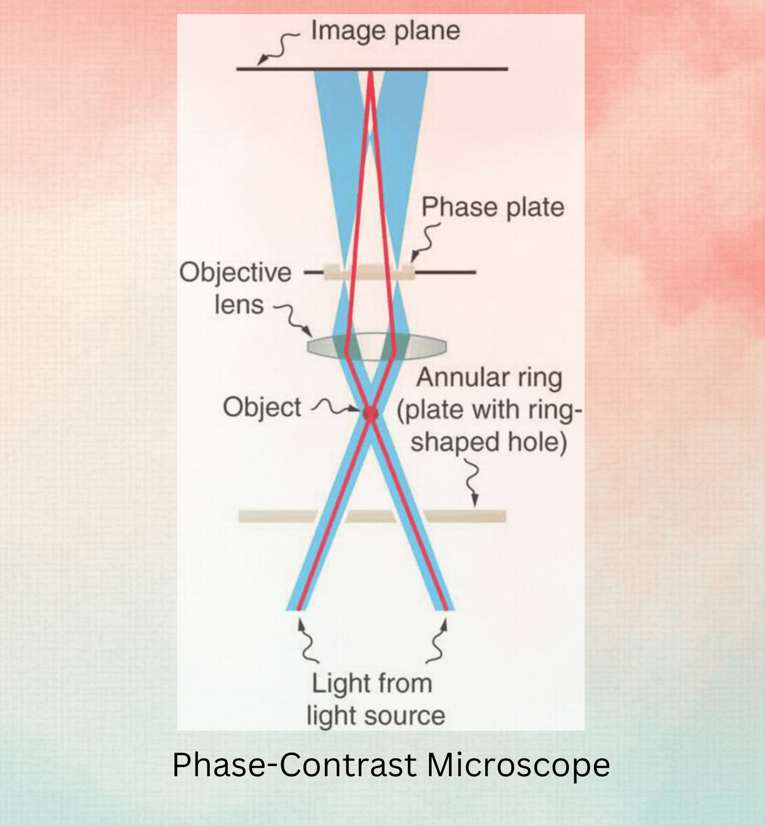 Phase-Contrast Microscope