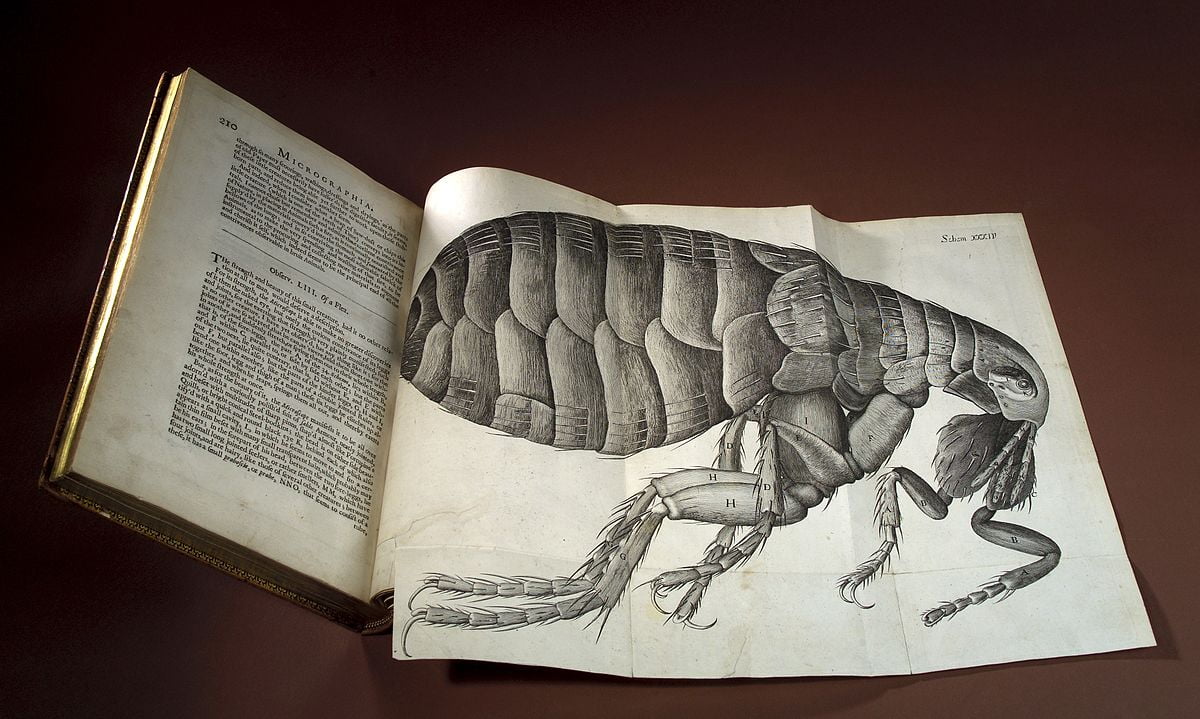 Robert Hooke's Micrographia