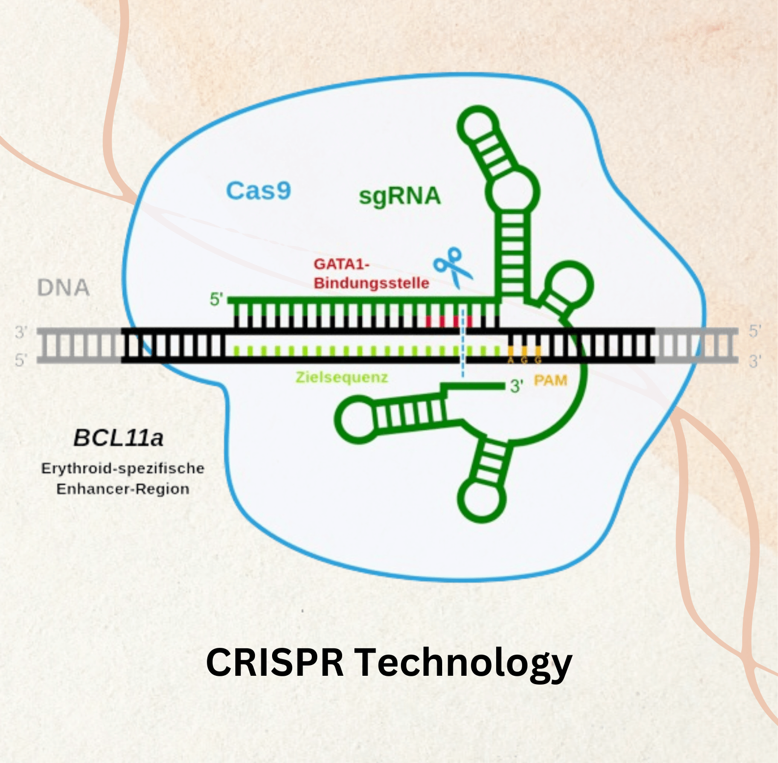 CRISPR Technology