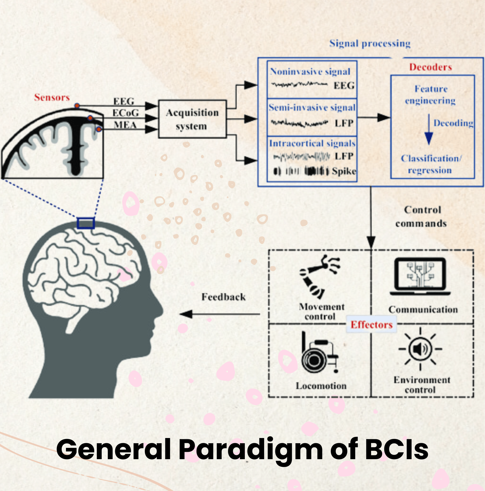 General Paradigm of BCIs