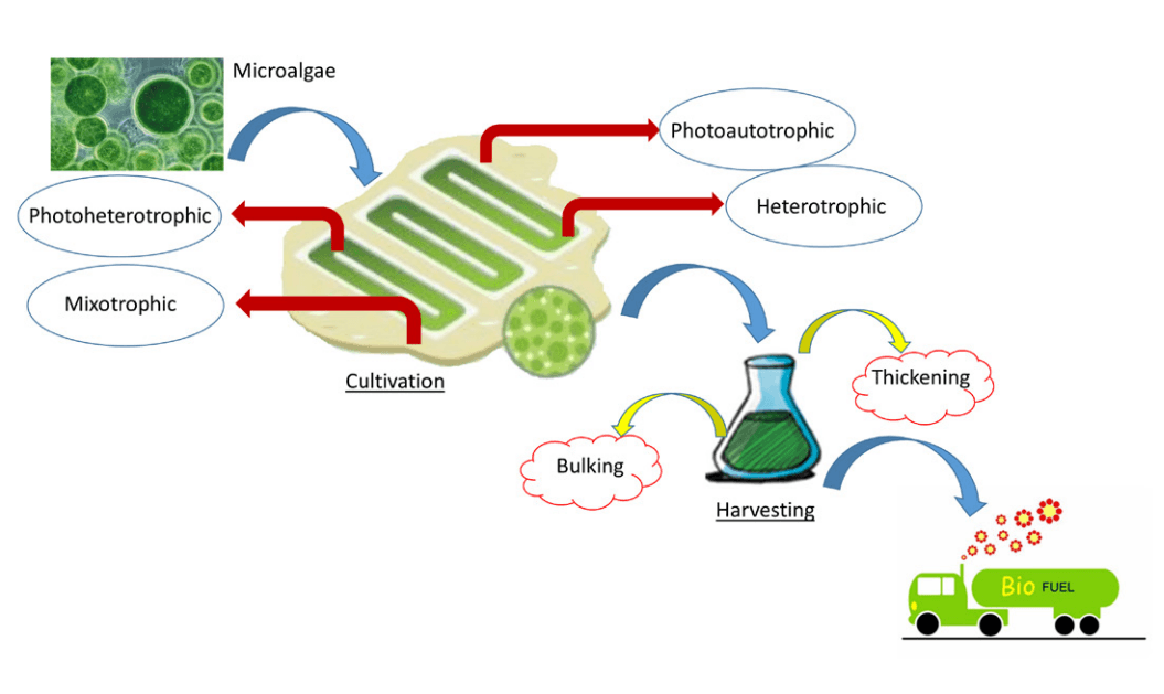 Biofuel production from microalgae