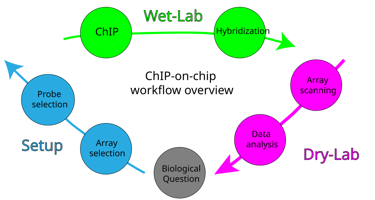 How Does a Lab on a Chip Work?