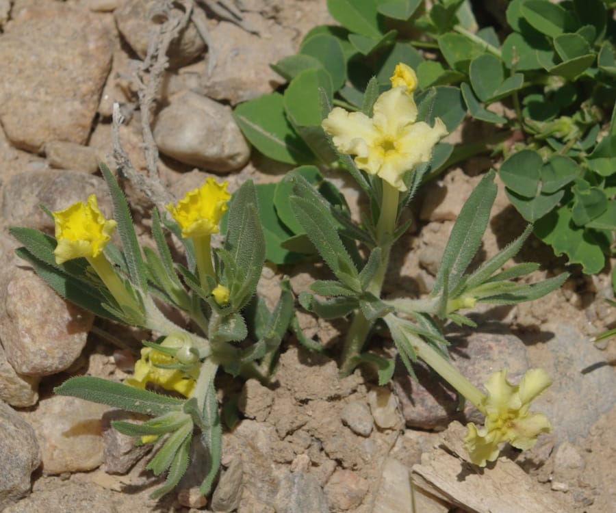 stoneseed