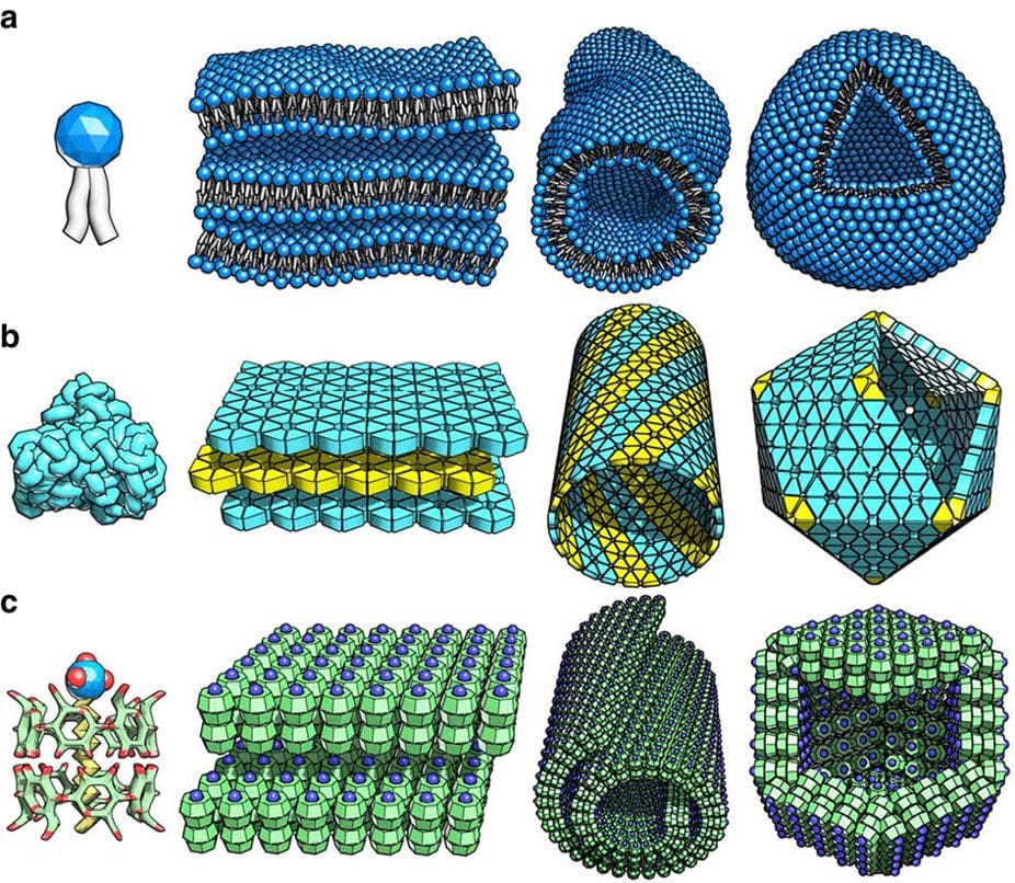 Lipid-like and protein like self-assembly