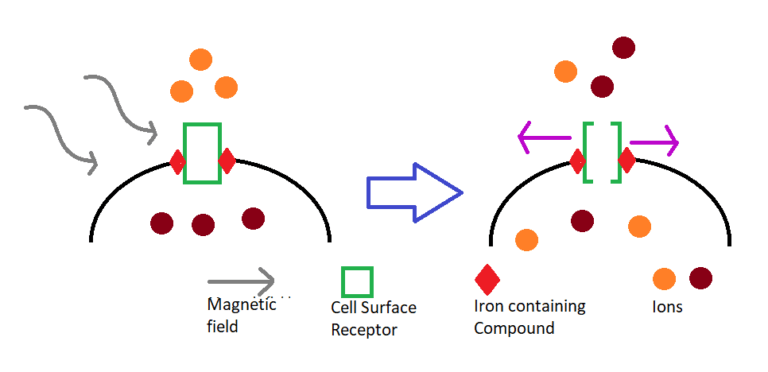 Evolution of the Progress: Magnetogenetics and Beyond - Evolution Of ...