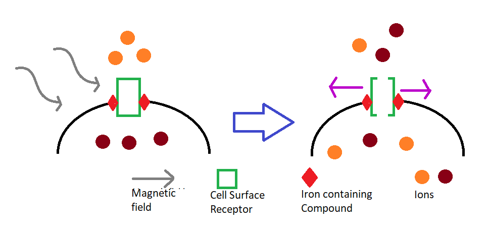 The Science of Magnetogenetics
