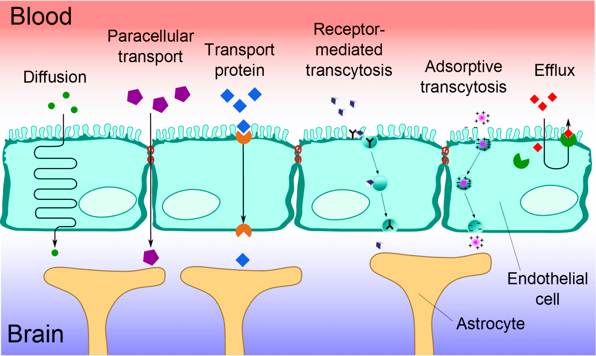 blood-brain barrier