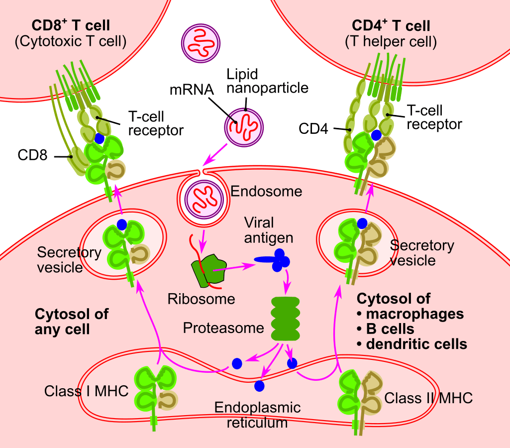 How mRNA Vaccines Work